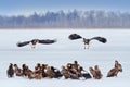 Eagle group on winter lake. Steller\'s sea Birds feeding fish in the snow lake. Animal behaviour in winter.eagles, Haliaeetus