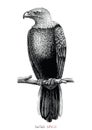 Eagle hand draw vintage engraving style Royalty Free Stock Photo