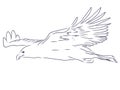 Eagle - hand drawn vector llustration realistic sketch