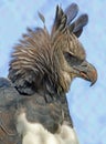 Eagle Royalty Free Stock Photo