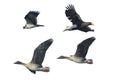 Eagle,hawk and goose in a white backfround Royalty Free Stock Photo