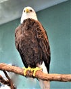 Eagle head against the background of a building Royalty Free Stock Photo