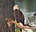 Eagle head against the background of a tree and rocks Royalty Free Stock Photo