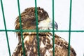 The eagle head behind bars of a zoo Royalty Free Stock Photo