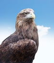 Eagle head close up Royalty Free Stock Photo