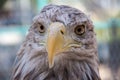 Eagle head close-up macro outdoors day Royalty Free Stock Photo