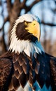 Eagle head portrait