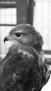 Eagle head in profile in black and white.