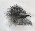 Eagle head sketch Royalty Free Stock Photo