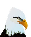 Eagle Head on White Royalty Free Stock Photo