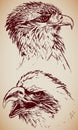 Eagle Heads Royalty Free Stock Photo