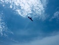 An eagle hovering on a backdrop of clear blue skies. Royalty Free Stock Photo
