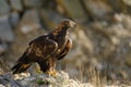 Eagle on hunt. Golden eagle, Aquila chrysaetos, perched on rock. Majestic bird of prey with sharp hooked beak in beautiful nature