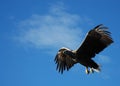 Eagle Hunting Royalty Free Stock Photo