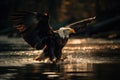 Eagle Hunting: America\'s Golden Empire