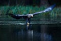 Eagle hunting. Eagle in fly above the dark lake. White-tailed Eagle, Haliaeetus albicilla, flight above water river, bird of prey