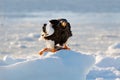 Eagle on ice. Winter Japan with snow. Beautiful Steller`s sea eagle, Haliaeetus pelagicus, bird with catch fish, with white snow,