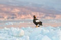 Eagle on ice. Winter Japan with snow. Wildlife action behaviour scene from nature. Wildlife Japan. Steller`s sea eagle, Haliaeet