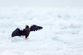 Eagle on ice. Winter Japan with snow. Wildlife action behaviour scene from nature. Wildlife Japan. Steller`s sea eagle, Haliaeet Royalty Free Stock Photo