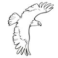 Eagle icon illustration isolated sign symbol