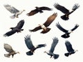 Eagle Icons Set