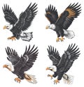 Eagle isolated element. Flying bald eagles vector illustration, predator bird attack image Royalty Free Stock Photo