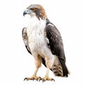Eye-catching Hawk Standing On White Background In Dark White And Dark Beige Style