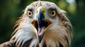 Surprised Eagle With Wide Open Eyes - Uhd Image
