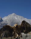 Eagle at Jade Dragon Snow Mountain Royalty Free Stock Photo