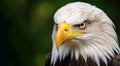 Eagle with keen gaze. Wild bird. On green background with copy space. Close up of bald eagle intense gaze. Design for poster,