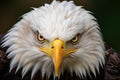 Eagle with keen gaze. Wild bird. On green background with copy space. Close up of bald eagle intense gaze, showcasing