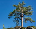 Eagle Lake Trail Jeffrey Pine in Tahoe Basin Royalty Free Stock Photo