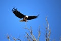 Eagle almost landed