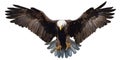 Eagle landing hand draw on white background vector. Royalty Free Stock Photo