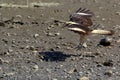 The eagle landing