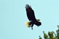 Eagle landing Royalty Free Stock Photo