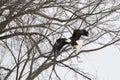 Eagle Landing in a Tree Royalty Free Stock Photo