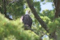 Eagle looking Royalty Free Stock Photo