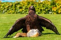 Mountain eagle with a cought prey Royalty Free Stock Photo