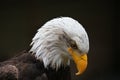 Eagle Looking Down Royalty Free Stock Photo