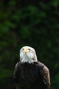 Eagle looking forwards