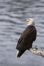 Eagle Looking Left Royalty Free Stock Photo