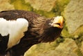 Eagle Looking Up Royalty Free Stock Photo