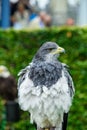 The eagle looks at the spectators from different angles Royalty Free Stock Photo
