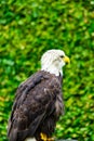 The eagle looks at the spectators from different angles Royalty Free Stock Photo