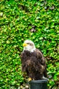 The eagle looks at the spectators from different angles. Royalty Free Stock Photo