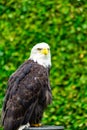 The eagle looks at the spectators from different angles. Royalty Free Stock Photo