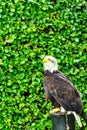 The eagle looks at the spectators from different angles Royalty Free Stock Photo