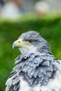 The eagle looks at the spectators from different angles Royalty Free Stock Photo