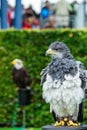 The eagle looks at the spectators from different angles. Royalty Free Stock Photo